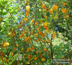 Image result for Colutea x media (arborescens x orientalis)