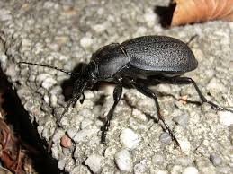 Attēlu rezultāti vaicājumam “Carabus coriaceus”
