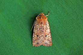 Attēlu rezultāti vaicājumam “Anacampsis blatariella”