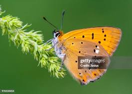 Attēlu rezultāti vaicājumam “Lycaena virgaureae underside”