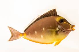 Image result for Naso lituratus