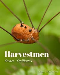 Attēlu rezultāti vaicājumam “Opiliones”