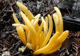 Attēlu rezultāti vaicājumam “Ramariopsis crocea”