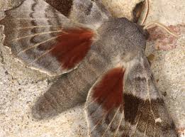 Attēlu rezultāti vaicājumam “Laothoe populi”