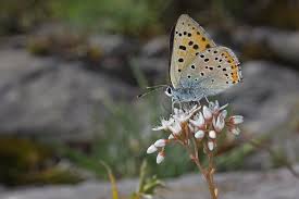 Attēlu rezultāti vaicājumam “Lycaena alciphron male”