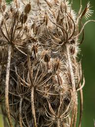 Attēlu rezultāti vaicājumam “Calystegia sepium fruit”