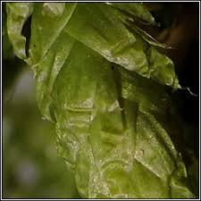 Attēlu rezultāti vaicājumam “Plagiothecium undulatum”