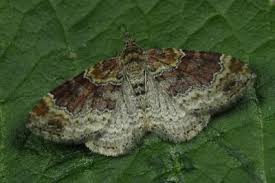 Attēlu rezultāti vaicājumam “Xanthorhoe spadicearia”