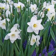 Attēlu rezultāti vaicājumam “Narcissus”