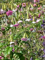 Image result for Nicotiana x sanderae