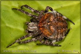 Attēlu rezultāti vaicājumam “Araneus angulatus”