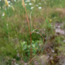Attēlu rezultāti vaicājumam “Cuscuta epithymum subsp. trifolii”