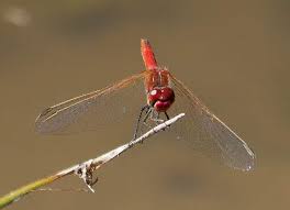 Attēlu rezultāti vaicājumam “Sympetrum”
