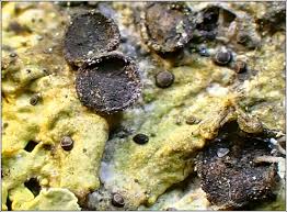 Attēlu rezultāti vaicājumam “Licea pusilla spores”