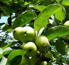 Attēlu rezultāti vaicājumam “Malus x zumi”