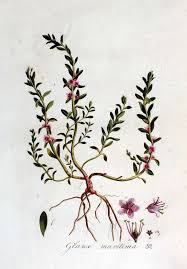 Attēlu rezultāti vaicājumam “Glaux maritima”