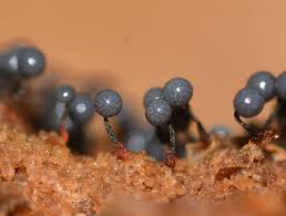 Attēlu rezultāti vaicājumam “Cribraria vulgaris”