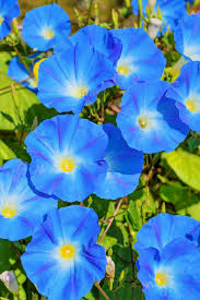 Image result for Ipomoea Heavenly Blue
