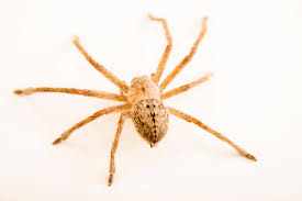 Image result for crab spider