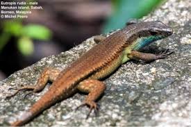 Attēlu rezultāti vaicājumam “Chara rudis”