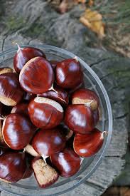 Attēlu rezultāti vaicājumam “Castanea sativa  fruit”