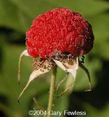 Attēlu rezultāti vaicājumam “Rubus parviflorus fruit”