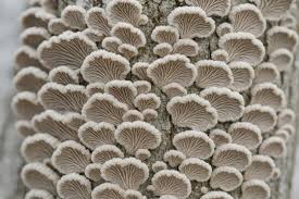 Attēlu rezultāti vaicājumam “Schizophyllum commune”