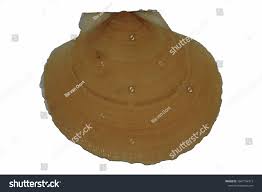 Image result for Placopecten magellanicus