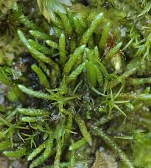 Attēlu rezultāti vaicājumam “Myurella julacea”