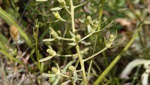 Attēlu rezultāti vaicājumam “Thesium ebracteatum”