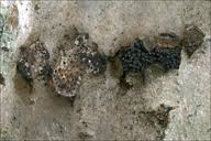 Attēlu rezultāti vaicājumam “Anthostoma decipiens”