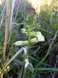 Attēlu rezultāti vaicājumam “Pedicularis palustris subsp. opsiantha”