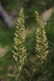 Attēlu rezultāti vaicājumam “Calamagrostis arundinacea leaf”