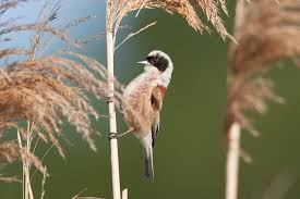 Attēlu rezultāti vaicājumam “Remiz pendulinus”