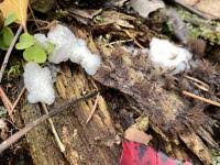 Attēlu rezultāti vaicājumam “Stemonitis lignicola”