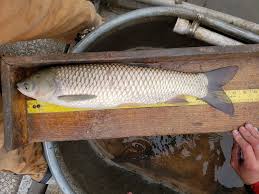 Image result for Mylopharyngodon piceus