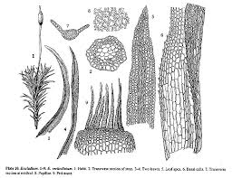 Attēlu rezultāti vaicājumam “Eucladium verticillatum”
