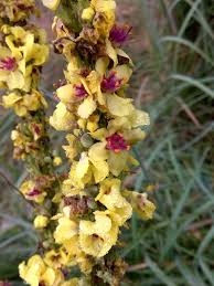 Attēlu rezultāti vaicājumam “Verbascum nigrum flower”