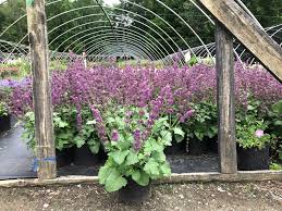 Attēlu rezultāti vaicājumam “Salvia verticillata”