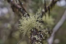 Attēlu rezultāti vaicājumam “Pseudevernia furfuracea”