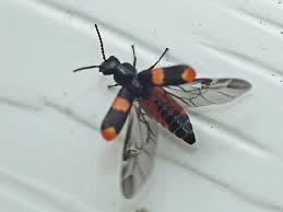 Attēlu rezultāti vaicājumam “Anthocomus fasciatus”