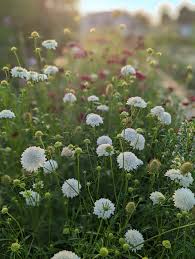 Image result for Scabiosa canescens