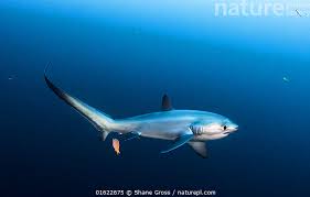 Image result for Alopias pelagicus