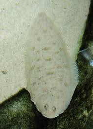 Image result for Solea solea