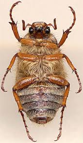 Attēlu rezultāti vaicājumam “Amphimallon solstitiale”