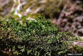 Attēlu rezultāti vaicājumam “Porella platyphylla”