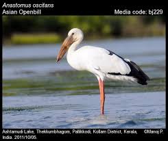 Attēlu rezultāti vaicājumam “Ciconiiformes”