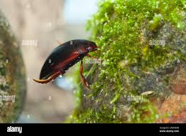 Attēlu rezultāti vaicājumam “Ilybius sp.”