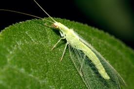 Attēlu rezultāti vaicājumam “Chrysopa”