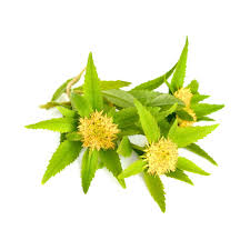 Attēlu rezultāti vaicājumam “Rhodiola rosea”